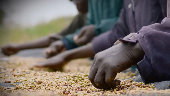 Coffee Farming in South Sudan
