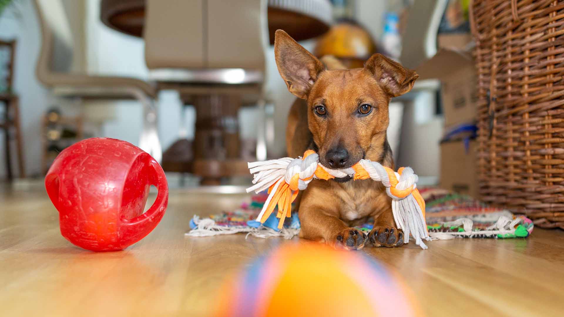 banner dog