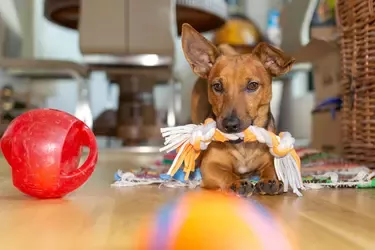 banner dog