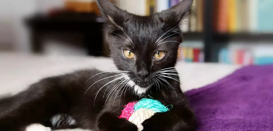 cat 2