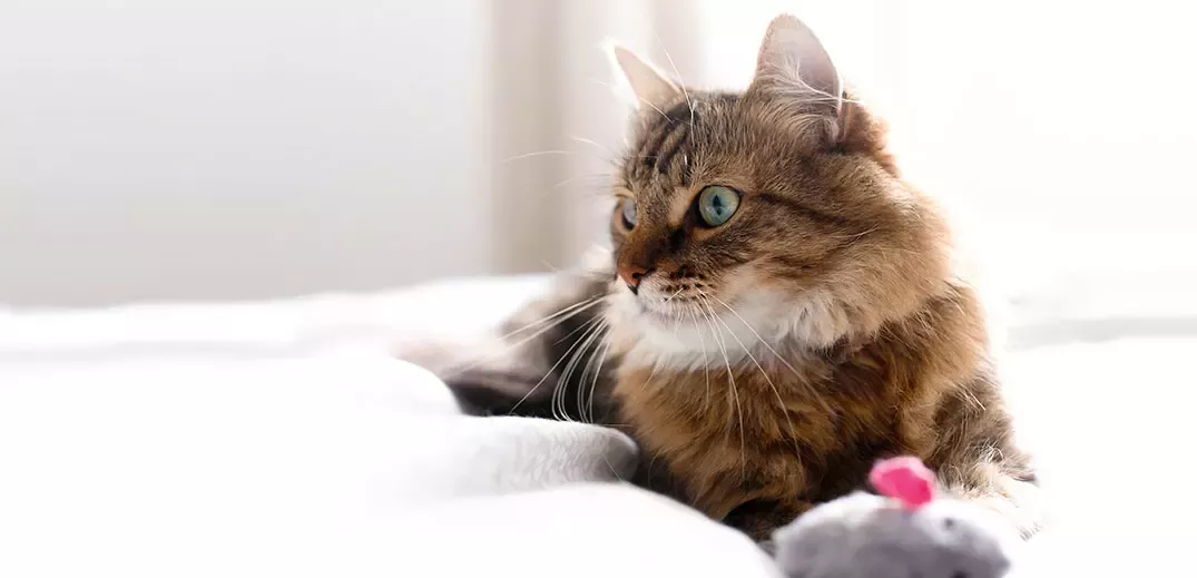 cat 1
