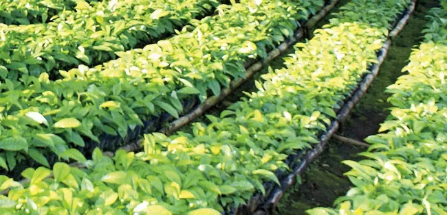 sustainable-coffee-plantlets